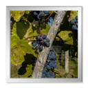 Wanderung in der Umgebung von Vucetinec